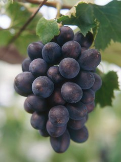 budouA
